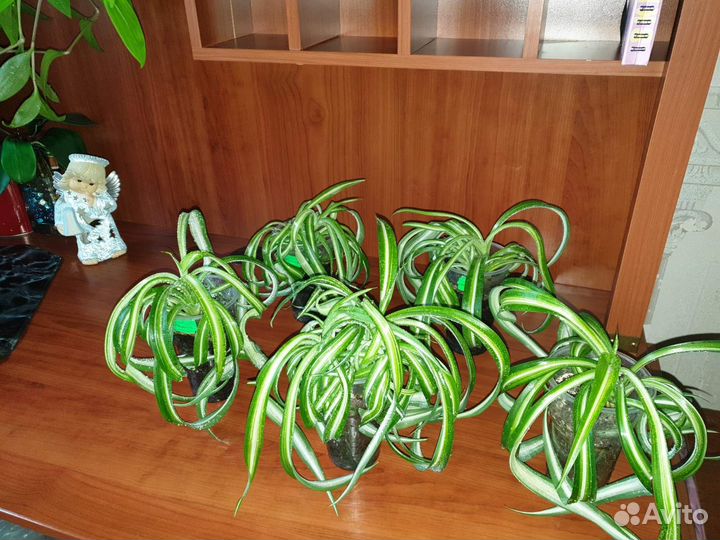 Хлорофитум бонни