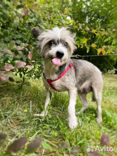 Бивер йорк в добрые руки