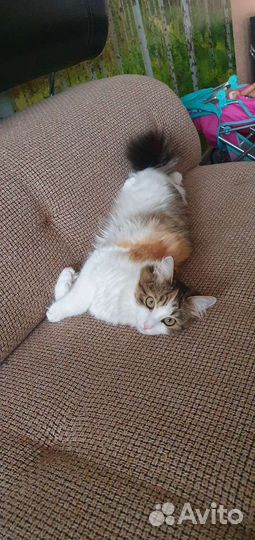 Кошка в дар