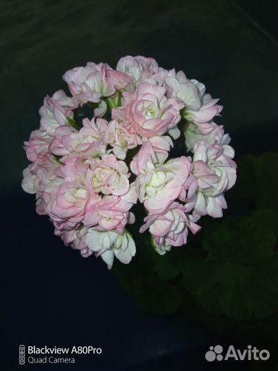 Цветы:фиалка,герань розебудная,декабристы