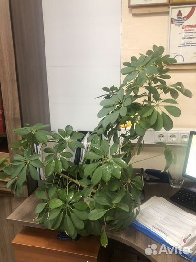 Цветы домашние крупные