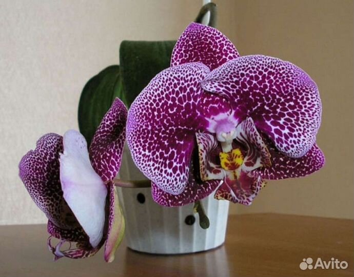 Орхидея Phal. В наличии.Mei dar Princе King