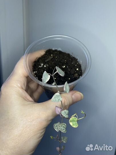 Церопегия вуда вариегатная