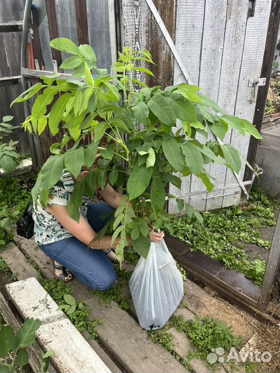 Манчжурский орех