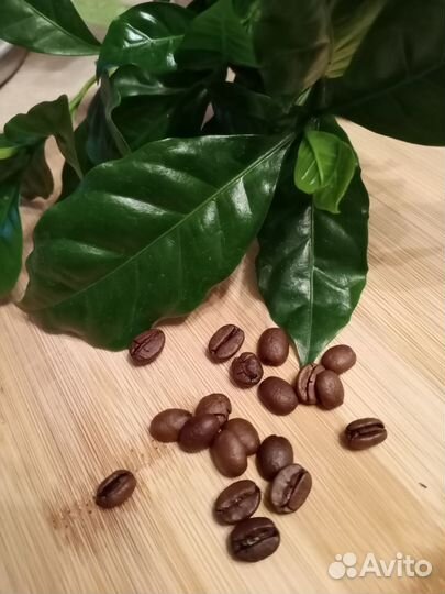 Кофе Арабика растение