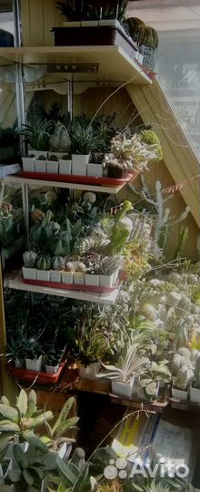 Кактусы разные