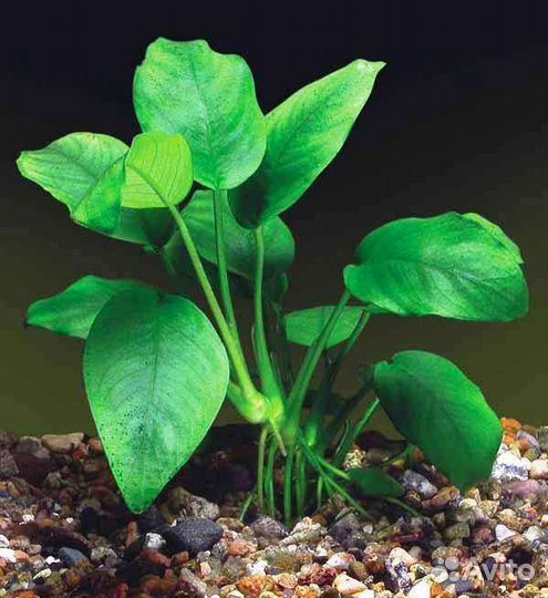 Растения аквариумные. Анубиас. эхинодорус