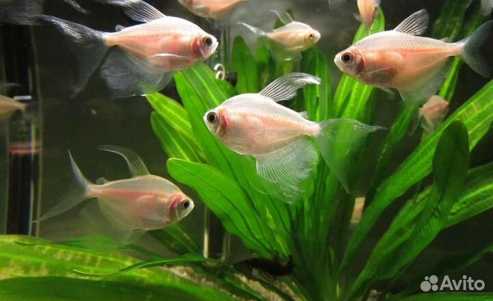 Рыбки тернеция,гуппи
