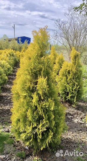 Туя западная Янтарь,Рейнголд