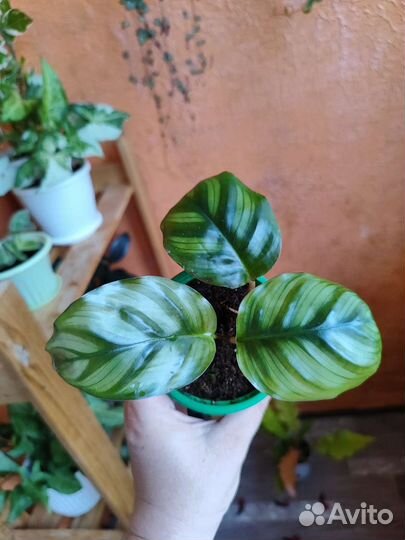 Строманта, калатея