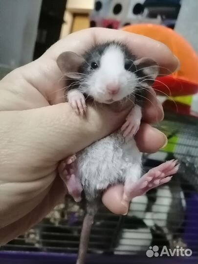 Крыса крысята дамбо рекс