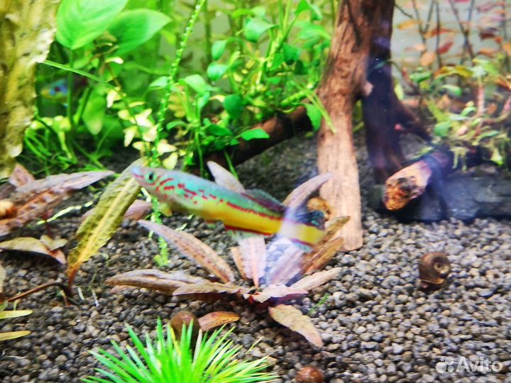 Фундул Амиети, эриок Cinereum, артемия, биостарт