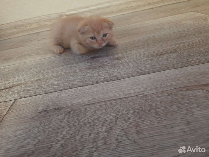 Британская кошка