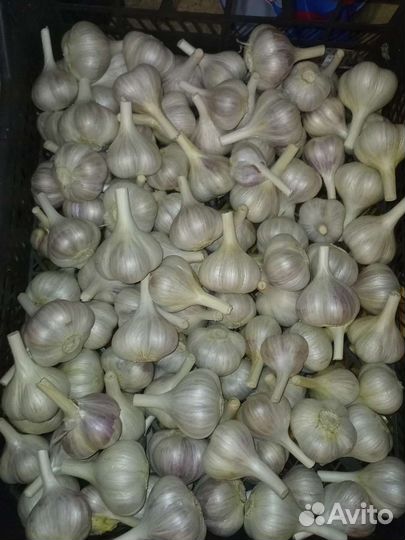 Чеснок домашний
