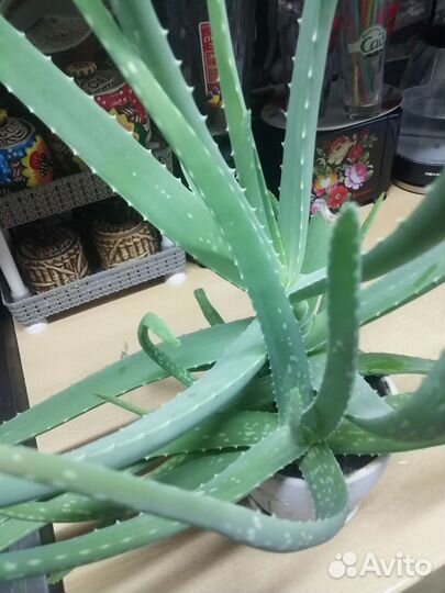 Алоэ вера растение