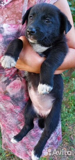 Щенята в добрые руки