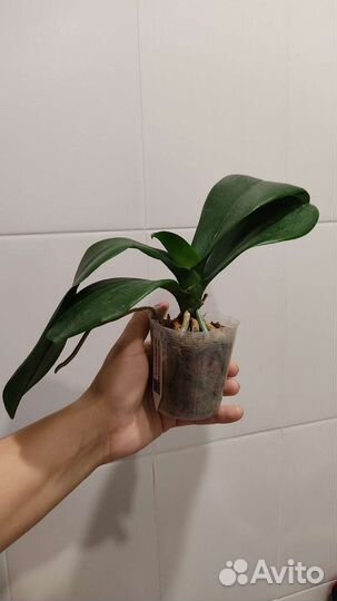 Орхидея фаленопсис бабочка пелор Mei Dar Prince