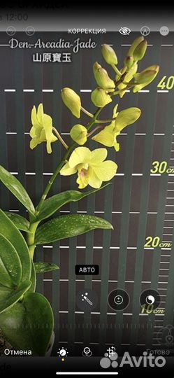 Дендробиум