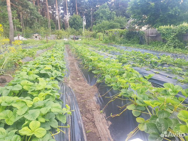 Рассада клубники (земляника садовая)