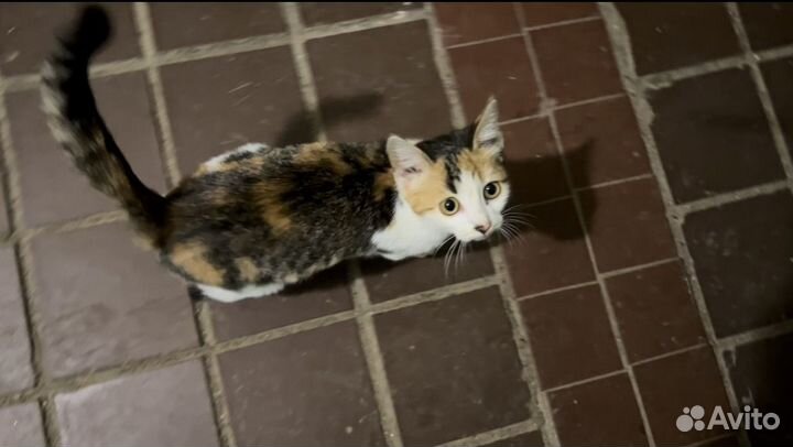 Кошечка в добрые руки