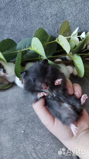 Сирийские хомячки малыши