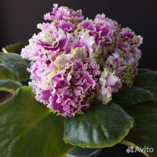 Сортовые фиалки, отправляю почтой