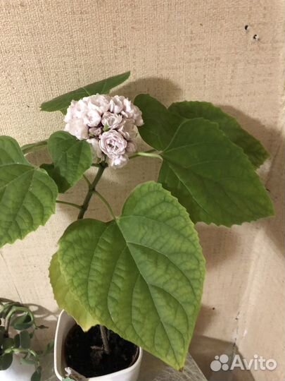 Клеродендрум филлипинский