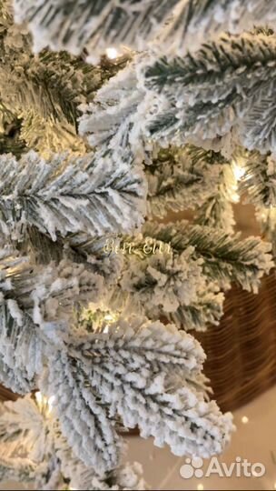 Ель заснеженная 