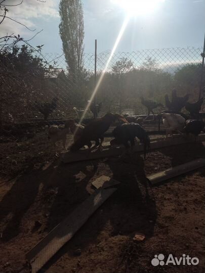 Шамо молодняк