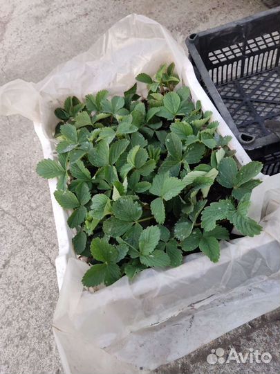 Рассада клубники