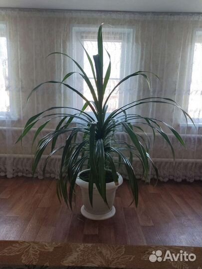 Панданус (пальма винтовая)