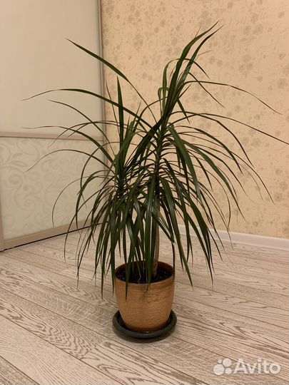 Драцена маргината