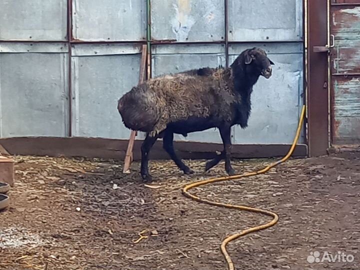 Курдючные бараны овцы
