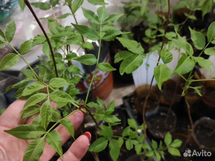 Бархат амурский