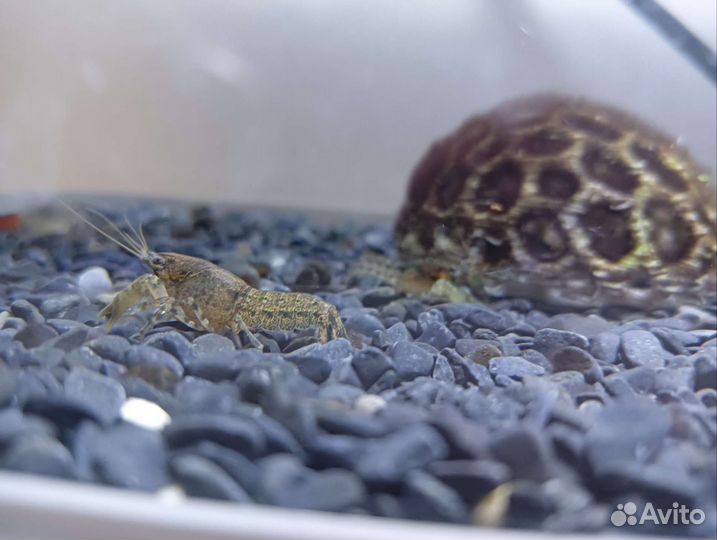 Аквариумные раки