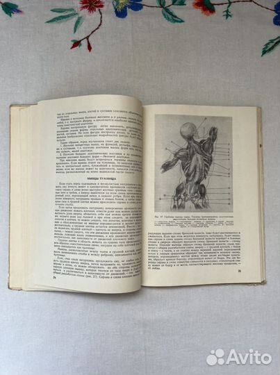 М. Ц. Рабинович Пластическая анатомия человека, че