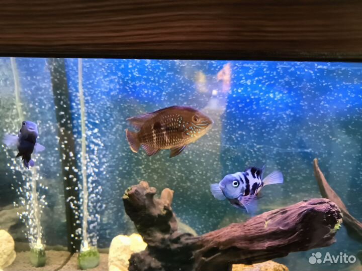 Аквариумные рыбки цихлида
