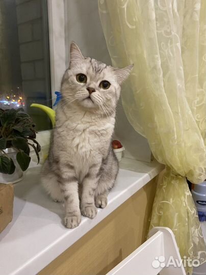 Британский кот