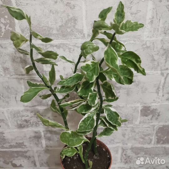 Педилантус