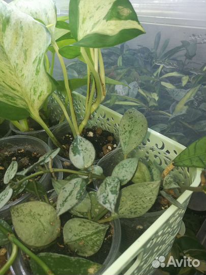 Хойя сортовые