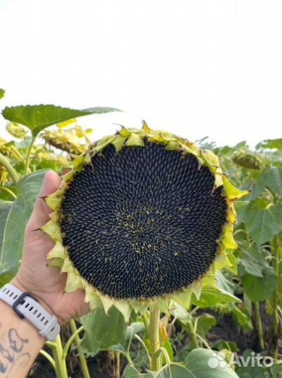 Гибриды семян Подсолнечника Агроплазма евролайтинг