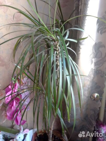 Дифенбазия с горшком100см, детками