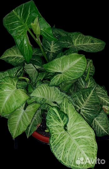 Сингониум Батерфляй и Конфетти