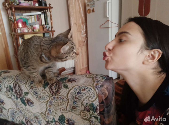 Услуги догситтера/кэтситтера(няня для собак или ко