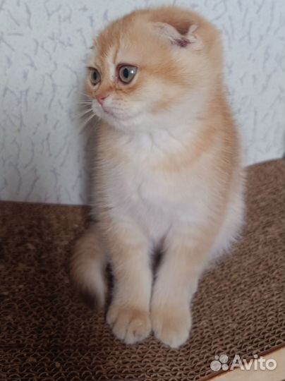 Шикарные котята с документами