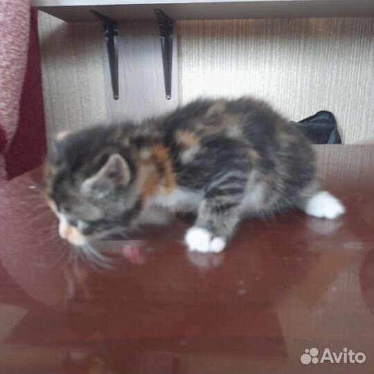 2 котенка, девочки