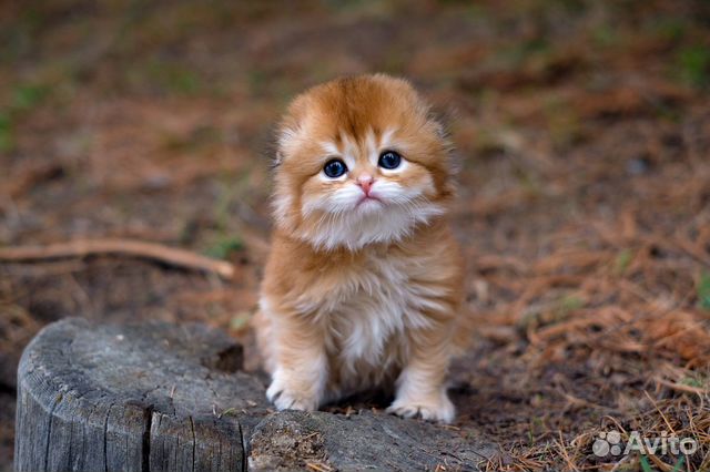 Золотая шиншилла идеальный фолд купить в Москве | Животные и зоотовары ...