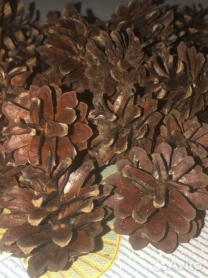 Шишки сосновые для ландшафта, поделок, самовара