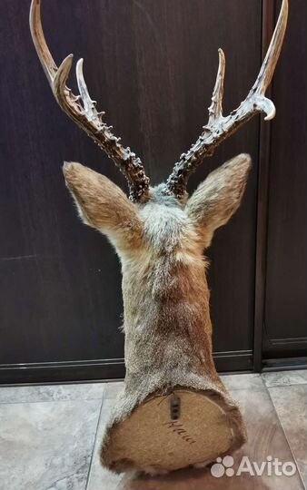 Чучело косули