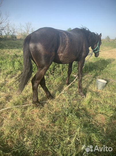 Жеребец 3года